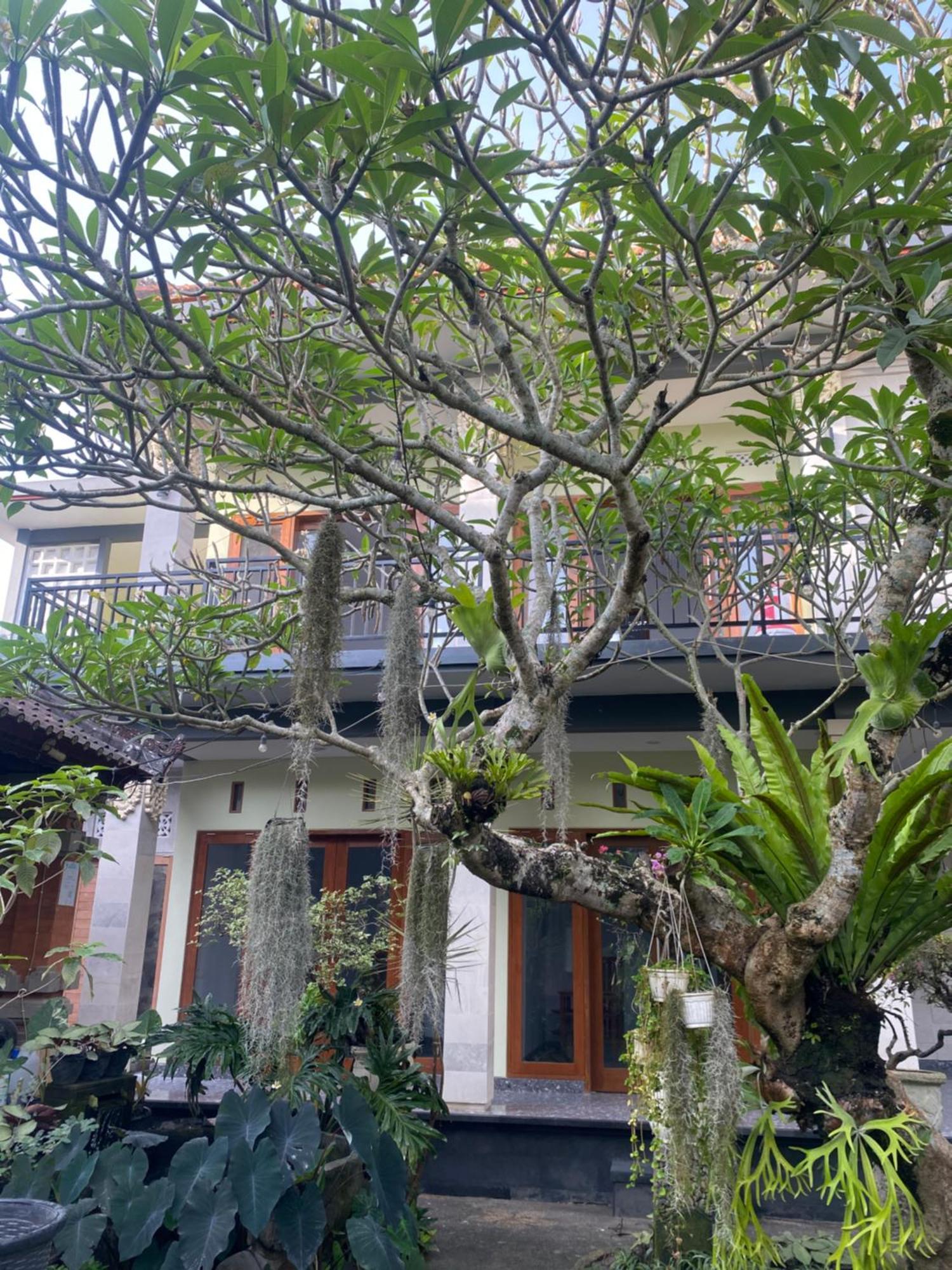 Suryadina Guest House Ubud Exteriör bild