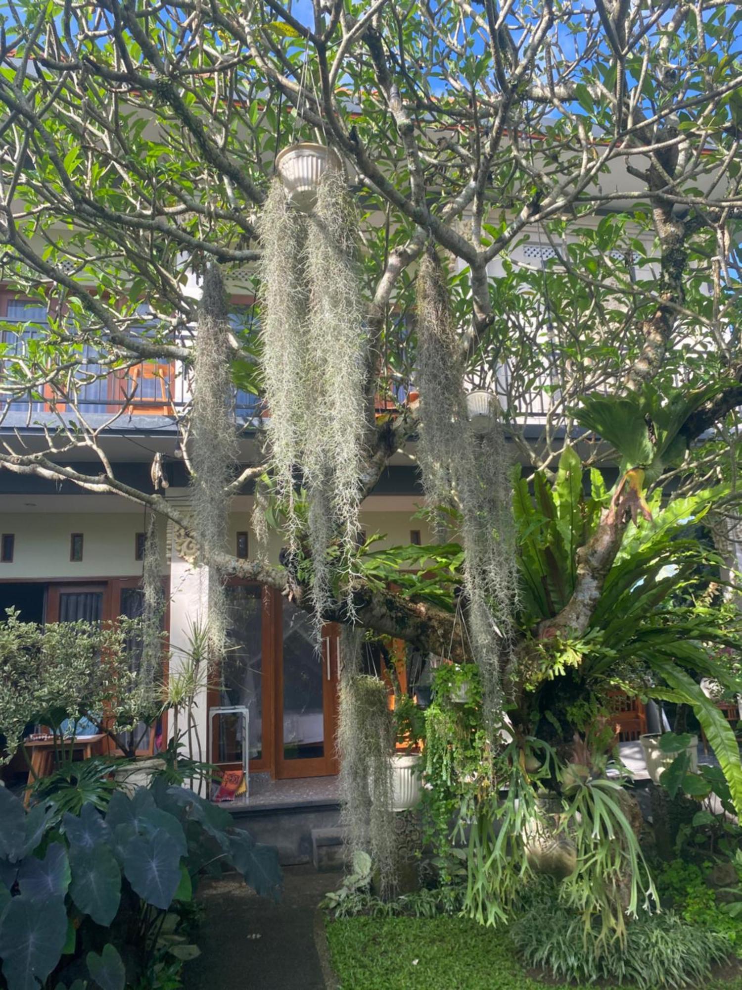 Suryadina Guest House Ubud Exteriör bild