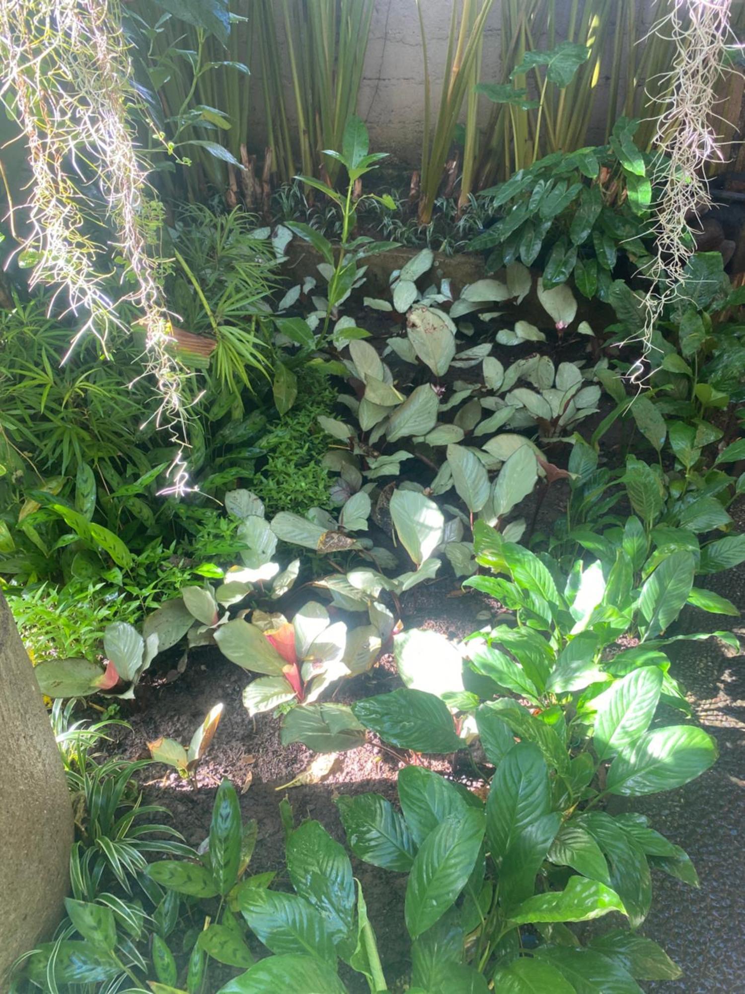 Suryadina Guest House Ubud Exteriör bild