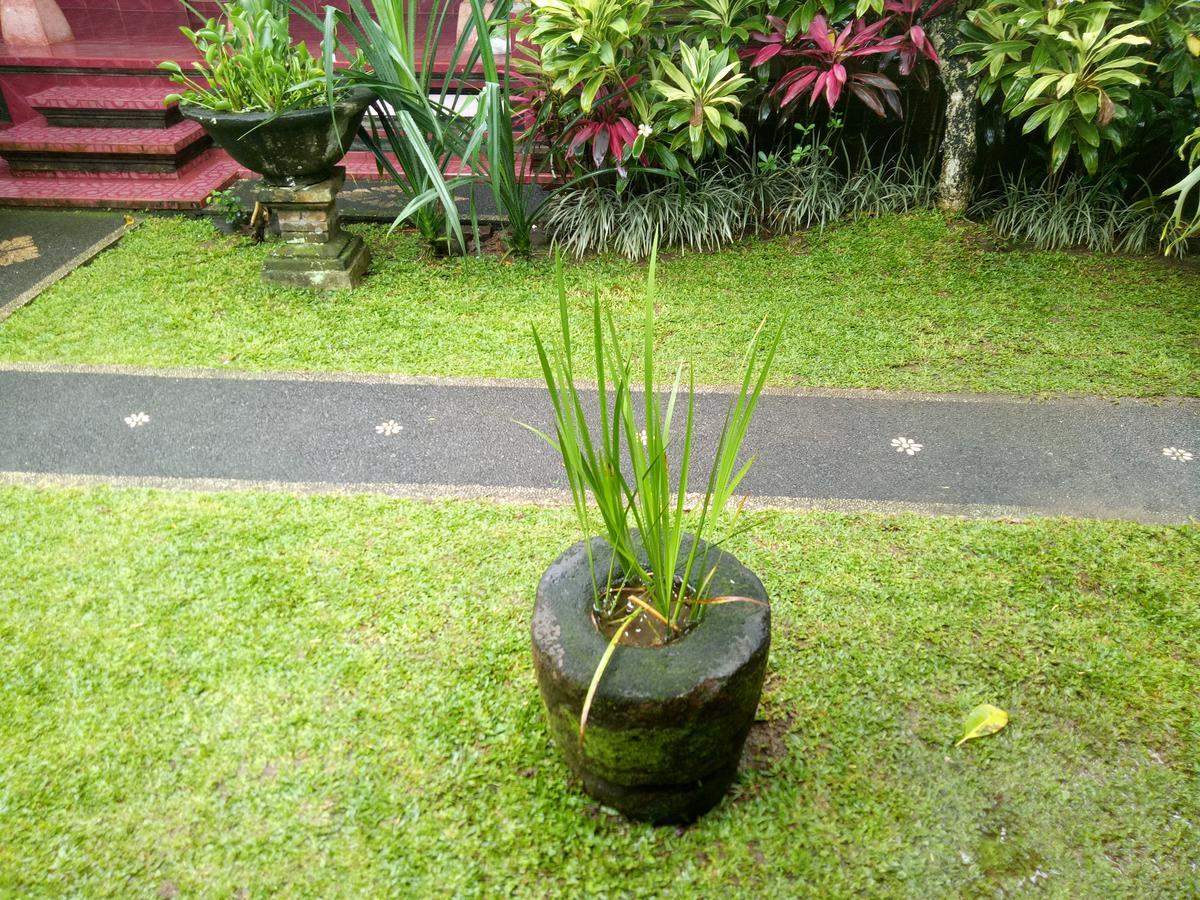 Suryadina Guest House Ubud Exteriör bild